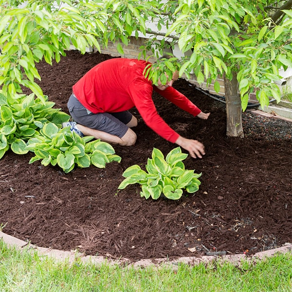 mulch installation helps to retain soil moisture, suppress weeds, and improve soil fertility